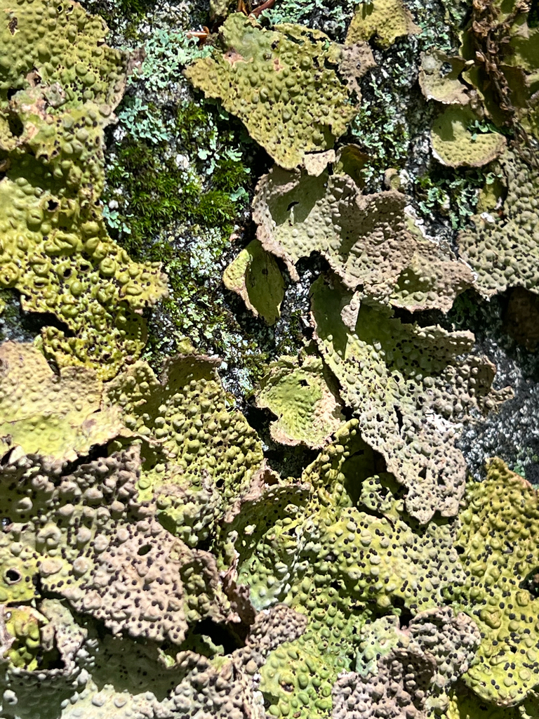Common Toadskin Lichen