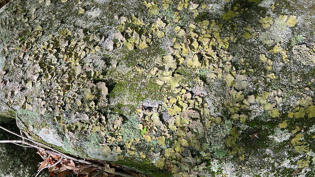 Common Toadskin Lichen