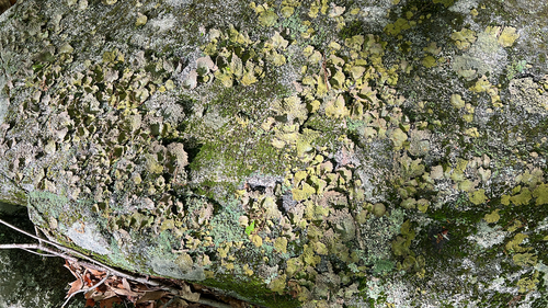 Common Toadskin Lichen