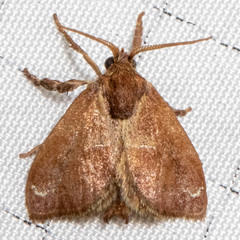 Adoneta gemina