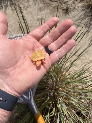 iNaturalist observation 2025-05-24