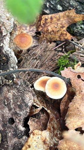 Marasmiineae