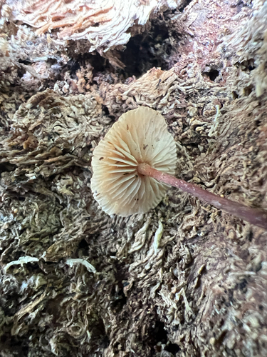 Marasmiineae