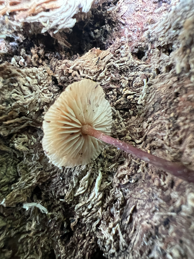 Marasmiineae