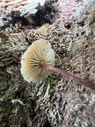 Marasmiineae