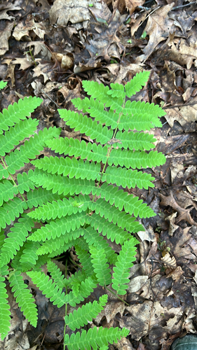 interrupted fern