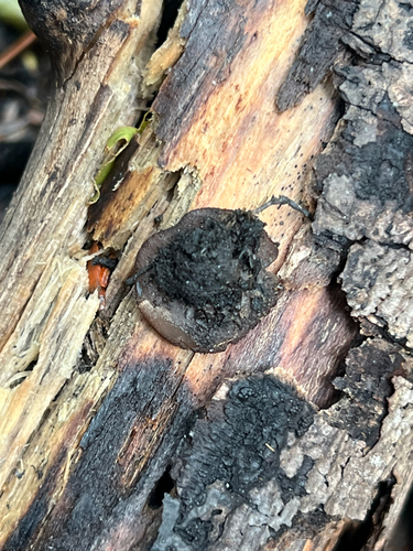 Sac Fungi and Lichens