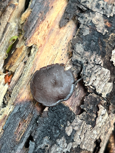 Sac Fungi and Lichens