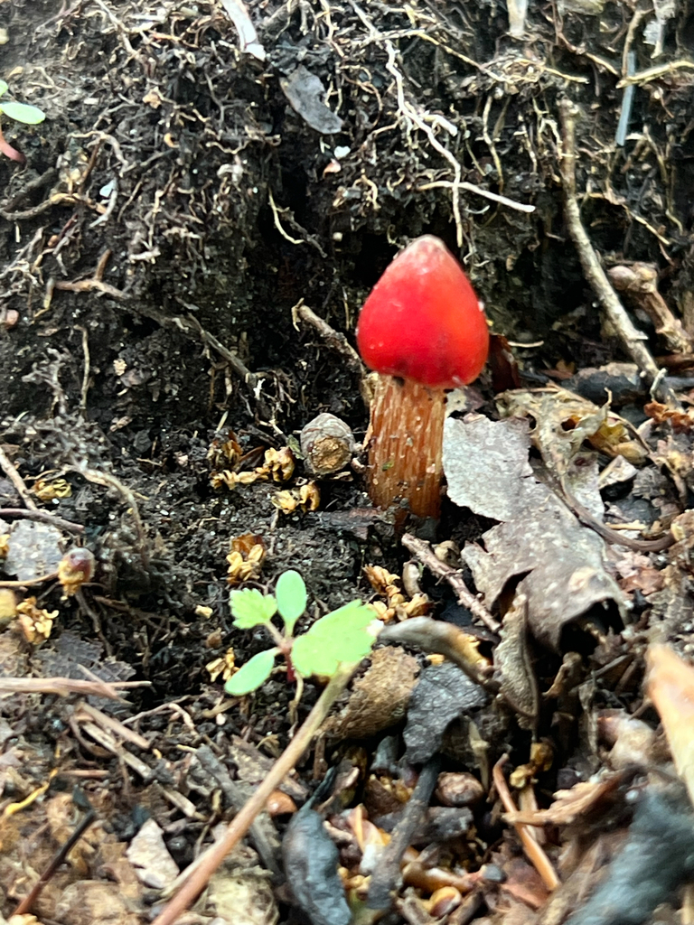 Witch's Hat