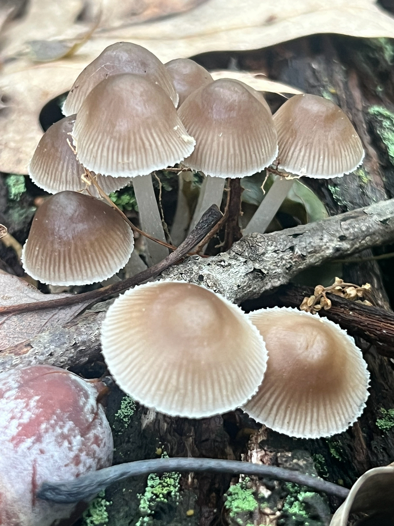 clustered bonnet