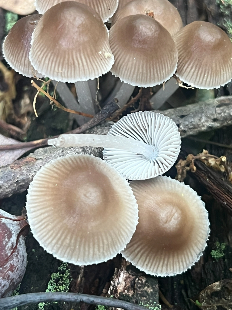 clustered bonnet