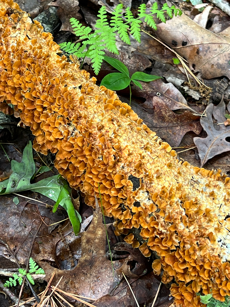 crowded parchment