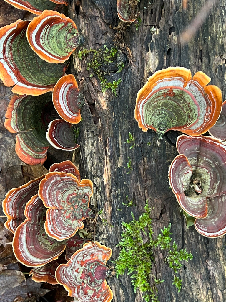 False Turkeytail