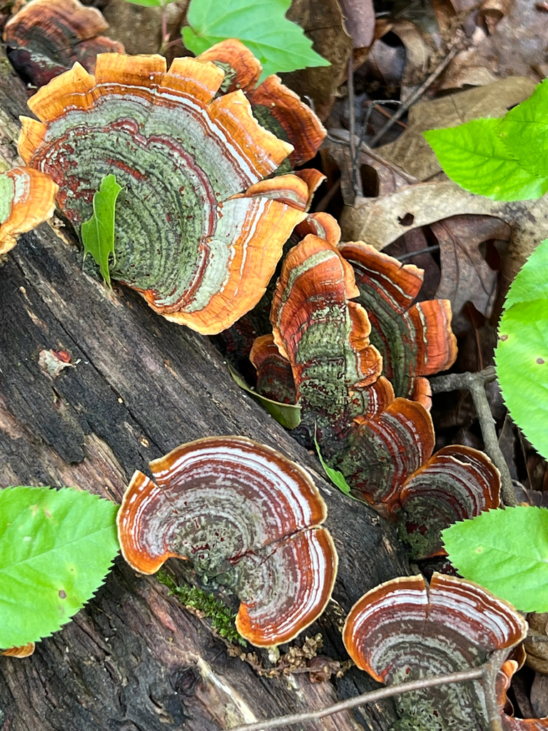False Turkeytail