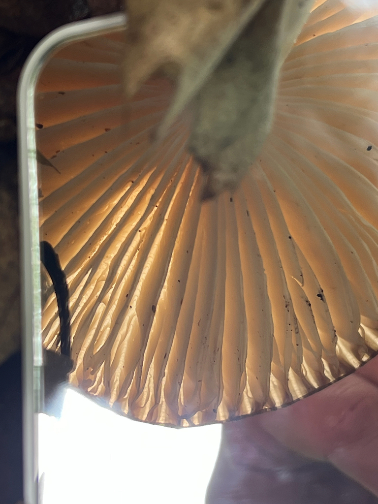 Eastern American Platterful Mushroom