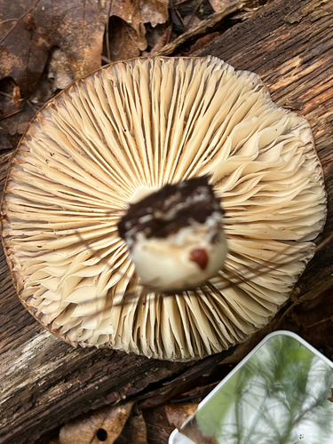 Eastern American Platterful Mushroom