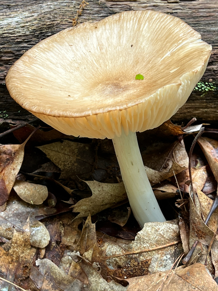 Eastern American Platterful Mushroom