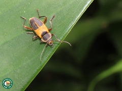 Chauliognathus latetrinotatus