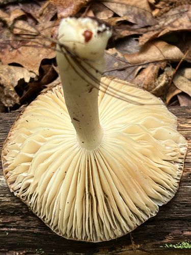 Eastern American Platterful Mushroom