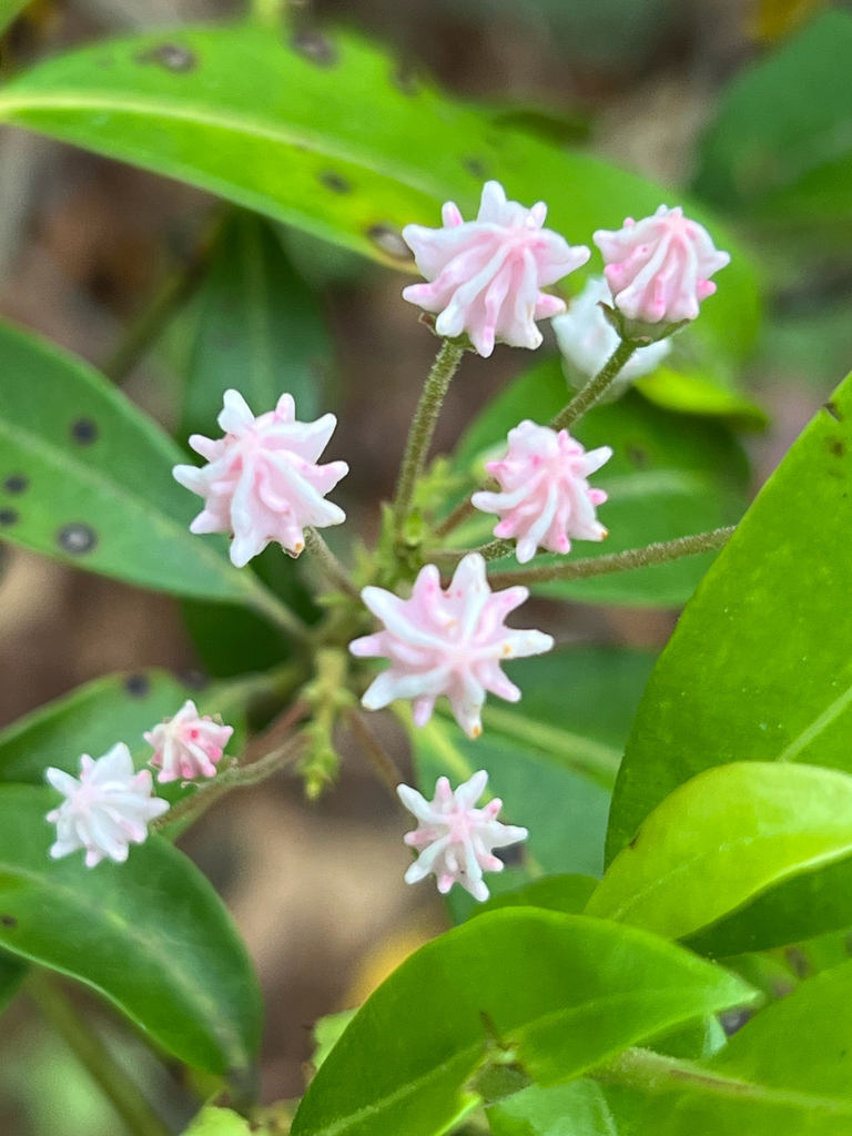 mountain laurel