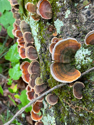 False Turkeytail