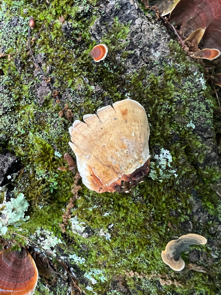 False Turkeytail