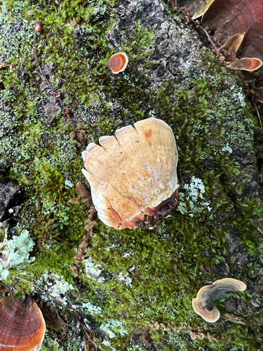 False Turkeytail