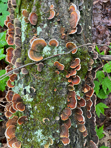 False Turkeytail