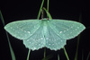 Geometer Moths - Photo (c) Sune Holt, some rights reserved (CC BY-NC), uploaded by Sune Holt