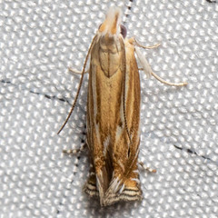 Isophrictis magnella