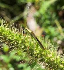 Setaria magna