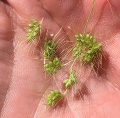 Setaria magna