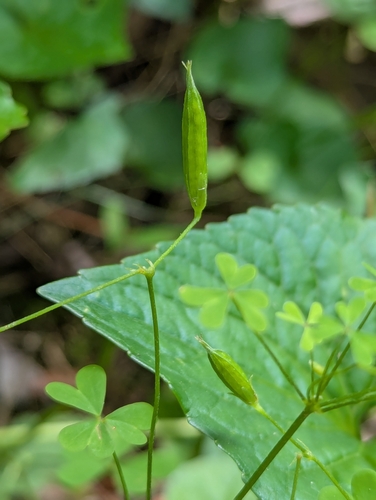 Flowering Yellow Woodsorrel (Oxalis florida)
