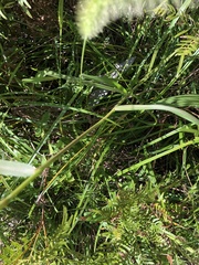 Setaria magna