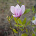 Magnolia jane - Photo (c) Victor Engel, alguns direitos reservados (CC BY), uploaded by Victor Engel