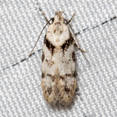 Pseudotelphusa palliderosacella