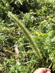 Setaria magna