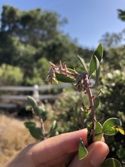 Arctostaphylos rudis