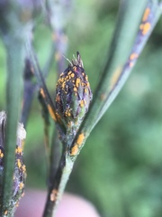 Coleosporium vernoniae