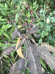 Coleosporium vernoniae