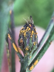 Coleosporium vernoniae