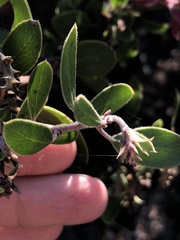 Arctostaphylos rudis