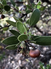 Arctostaphylos rudis