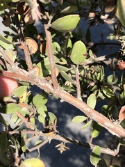 Arctostaphylos rudis