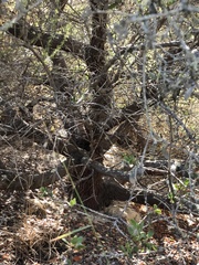 Arctostaphylos rudis