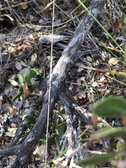 Arctostaphylos rudis