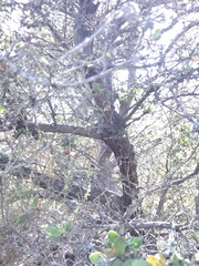 Arctostaphylos rudis