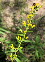 Solidago leavenworthii