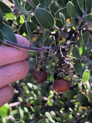 Arctostaphylos rudis
