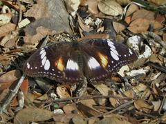 Hypolimnas bolina bolina